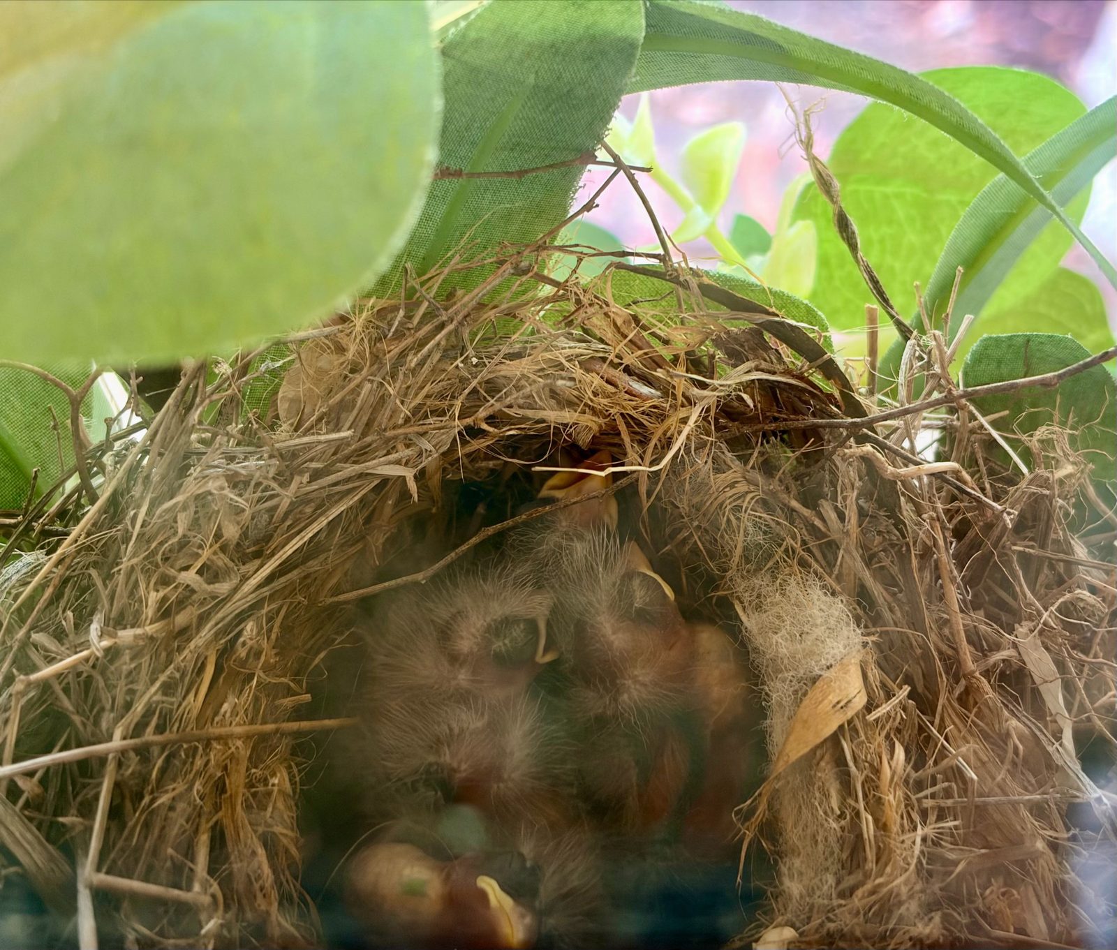 Several downy chicks huddled together deep in the nest.