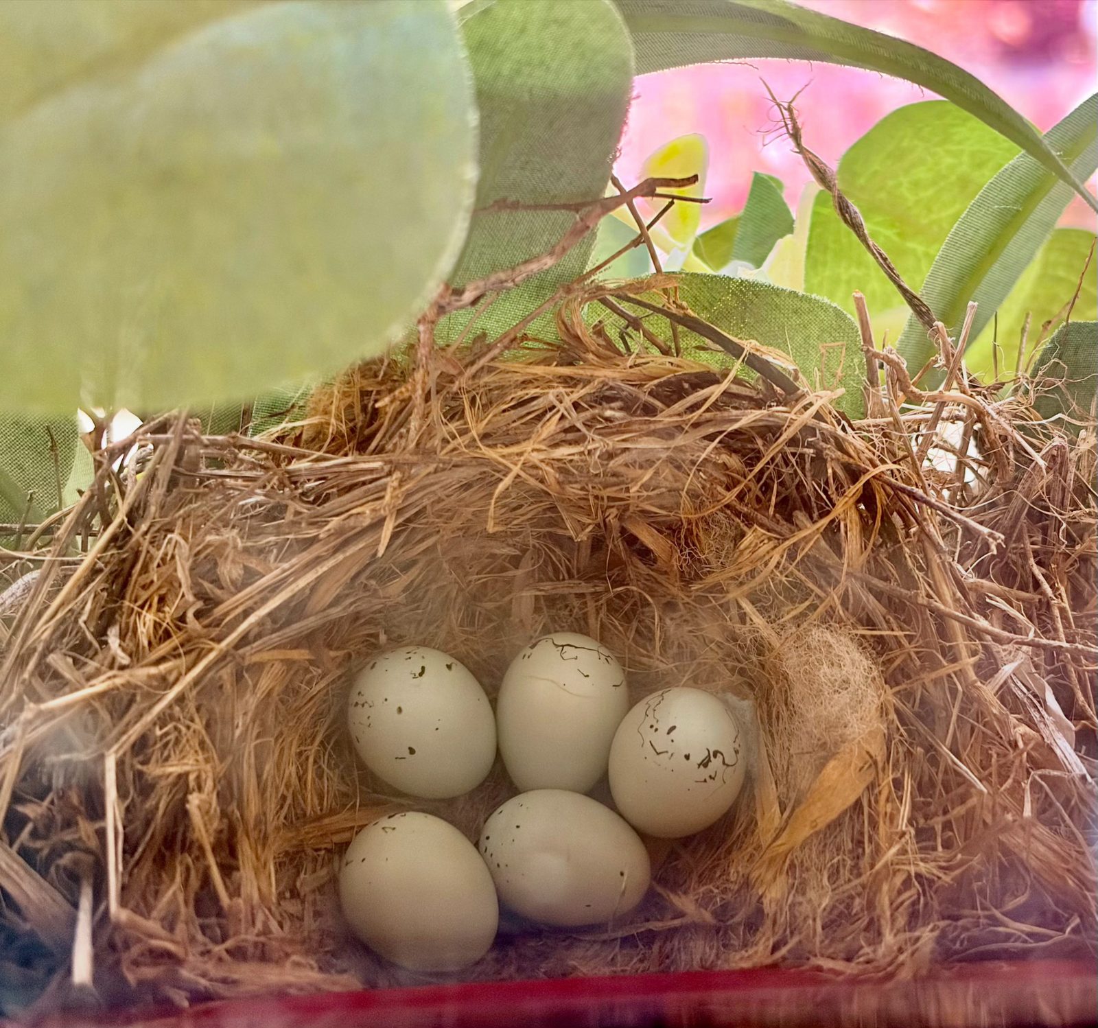 Five pale blue speckled eggs in a nest of dry grass, under the leaves of the wreath.