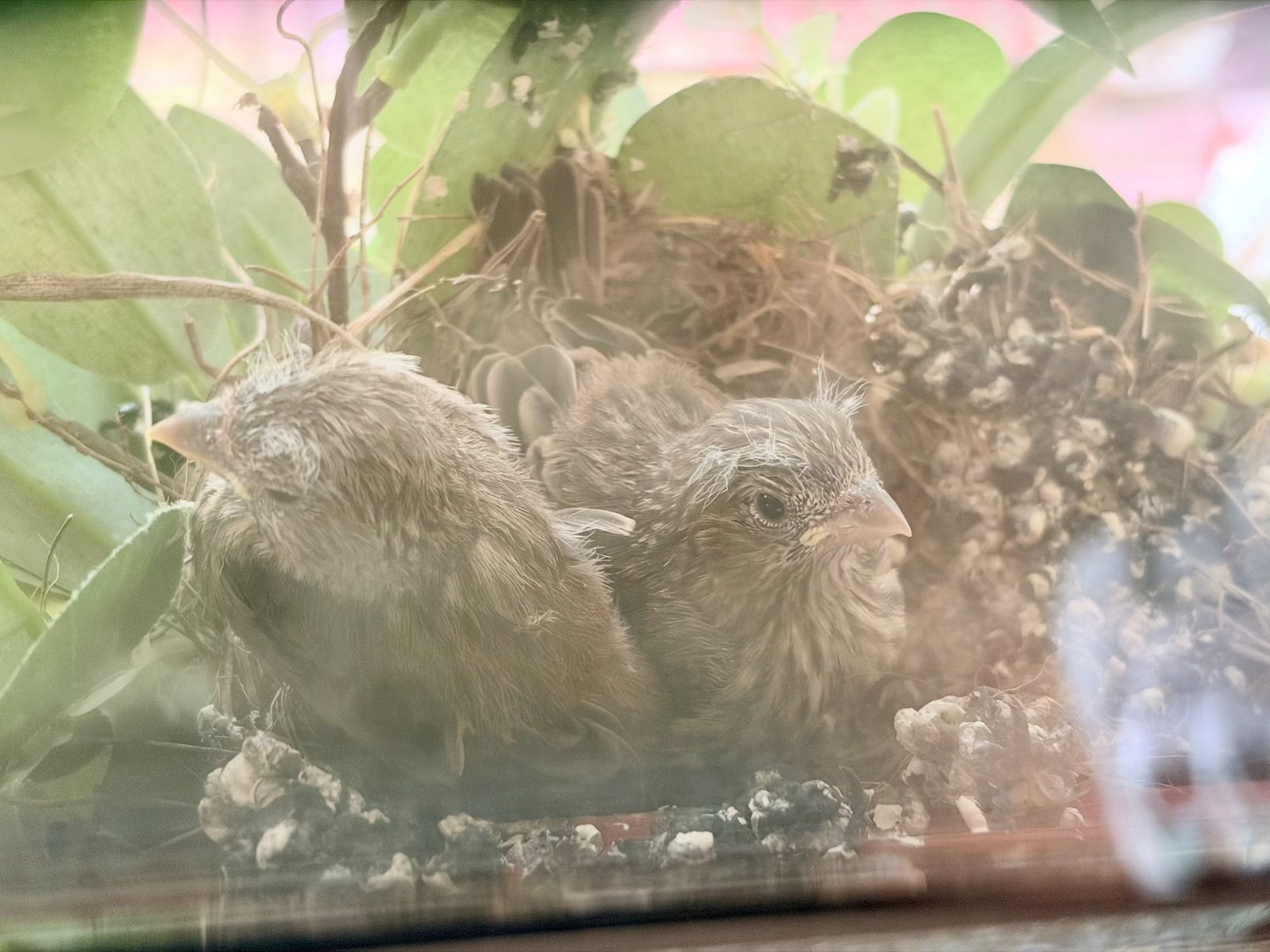Two feathered young birds sitting upright at the edge of the nest.