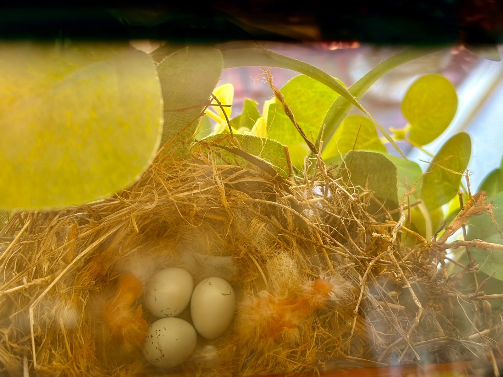 Two newly hatched chicks beside three unhatched eggs in the nest.
