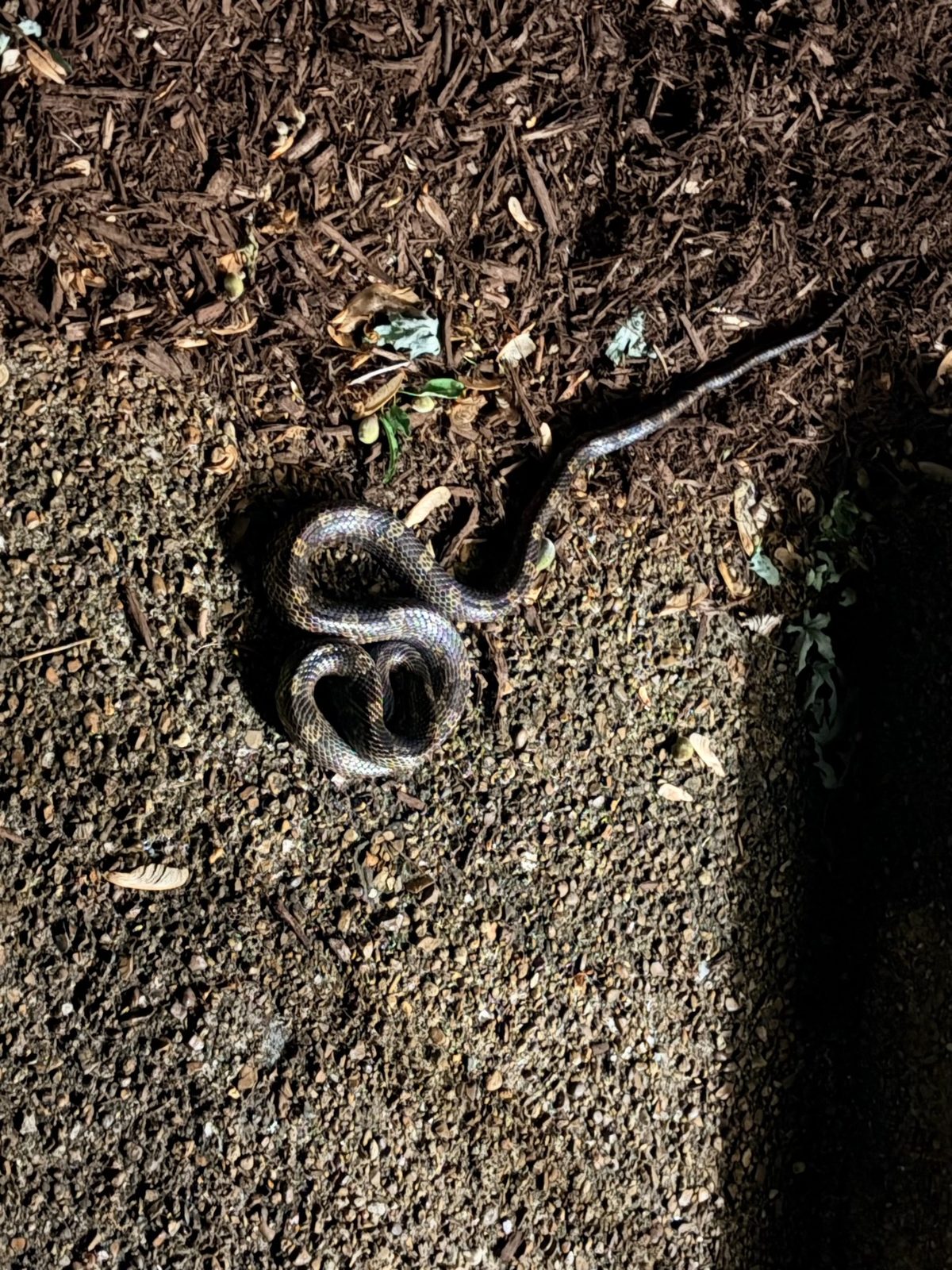 A dark snake coiled on the ground by the front step at night.